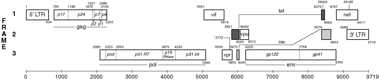 HIV Genome as depicted by the Los Alamos HIV sequence database. Available at https://www.hiv.lanl.gov/content/sequence/HIV/MAP/landmark.html